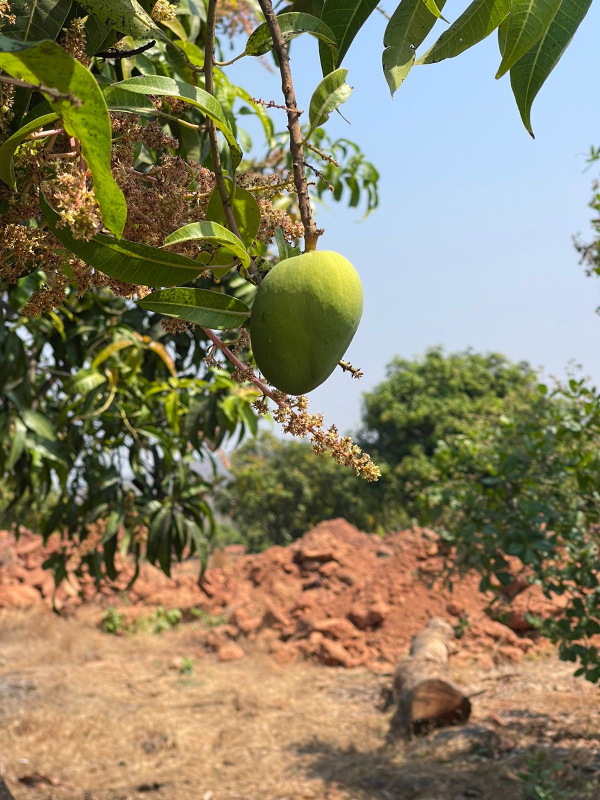 तयार हापूसचे बॉक्स
