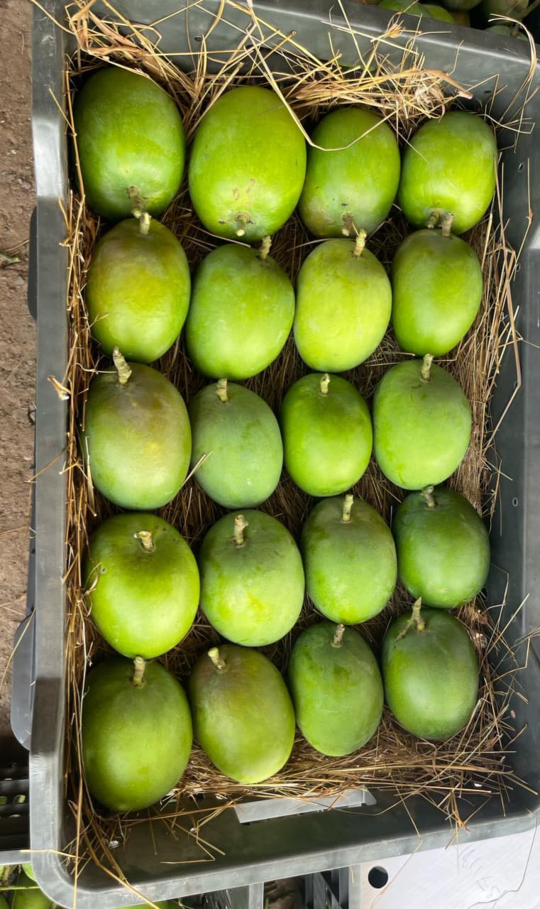 झाडांवरील फुललेला मोहोर