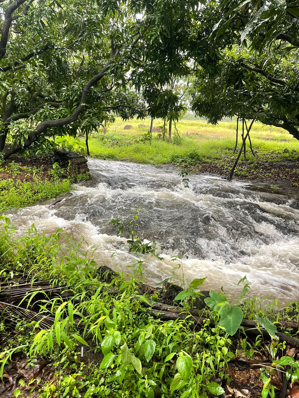हंगामातील गजबजलेले वातावरण