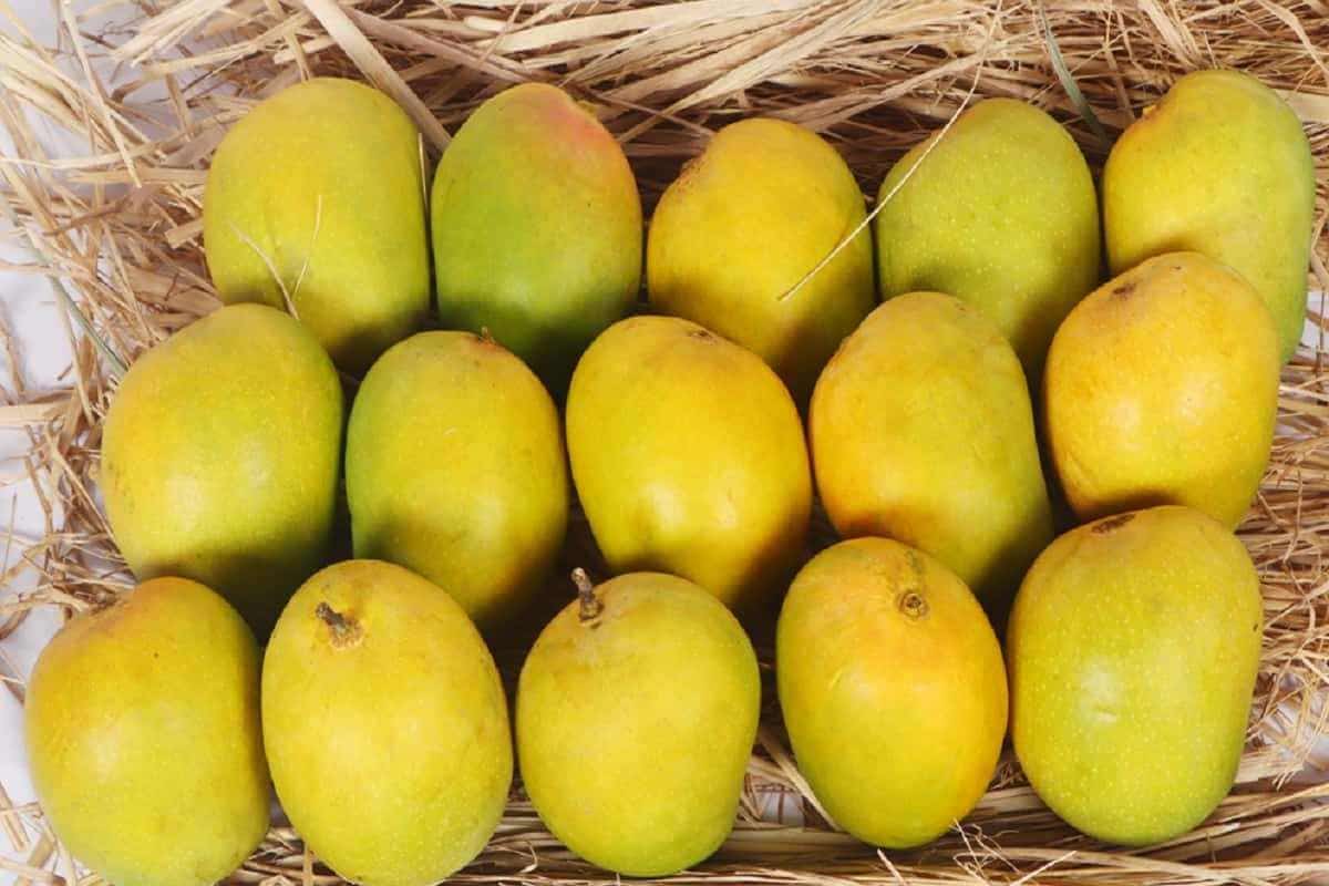 तयार होत असलेली हापूस फळे